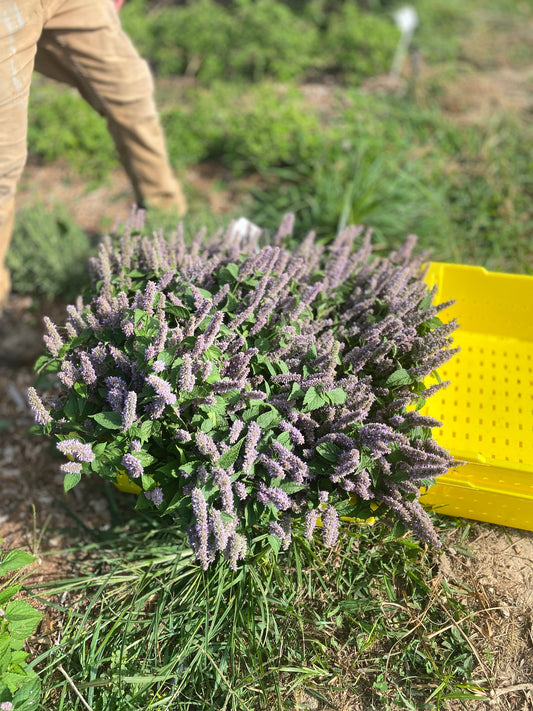 Anise Hyssop