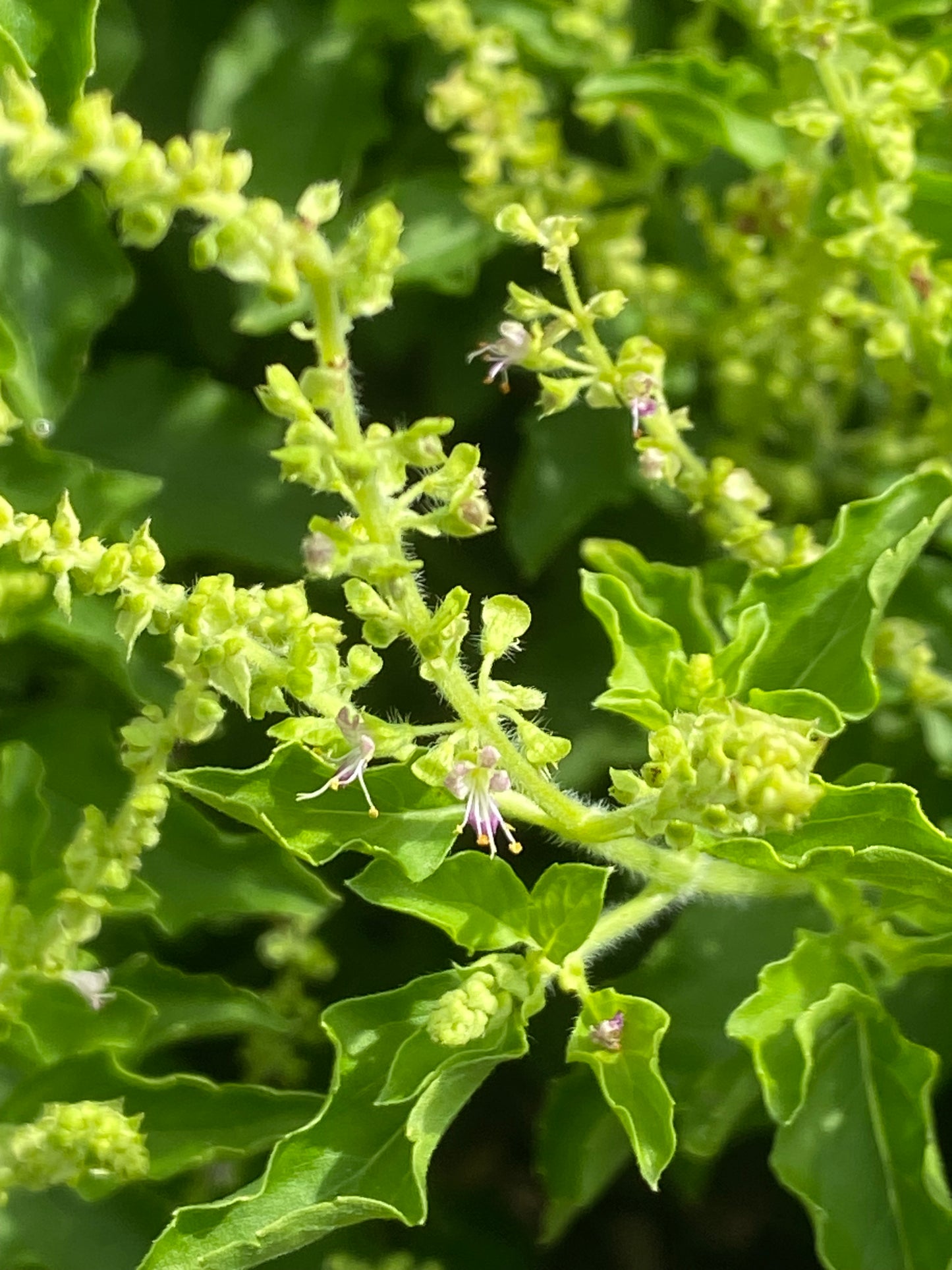 Green Tulsi