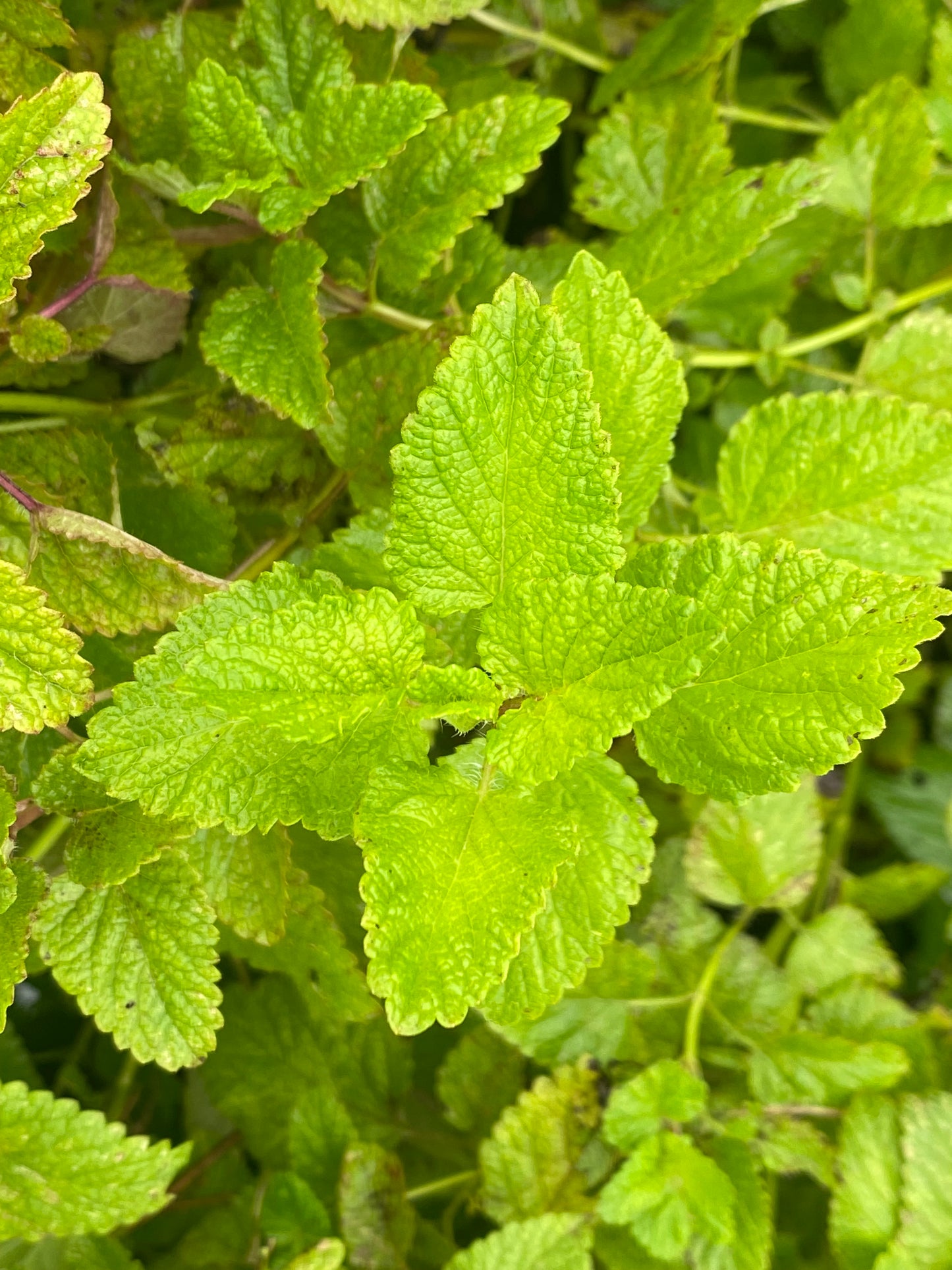 Lemon Balm